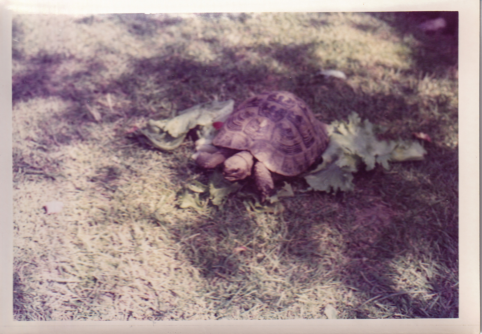Tortoise